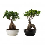 FICUS MICROCARPA GINSENG Комнтн раст в горшке - IKEA