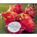 Dragon fruit (pitahaja)