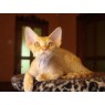 Кот породы Devon Rex