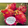 Dragon fruit (pitahaja)